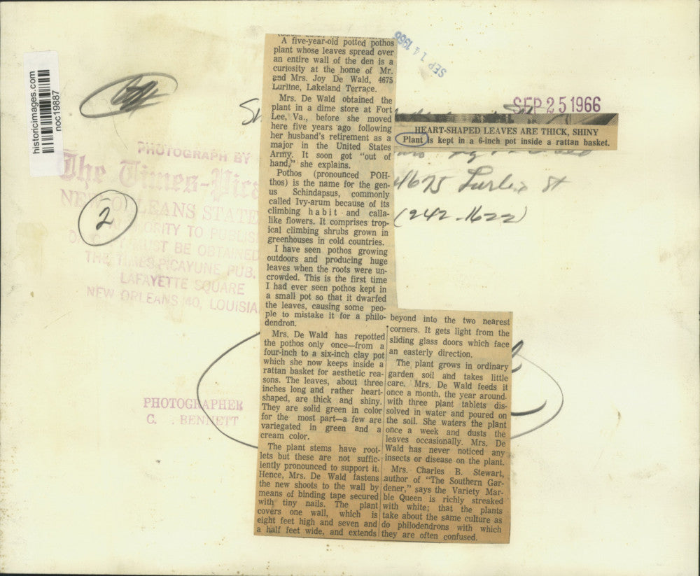 1966 Press Photo Potted pothos plant at Joy De Wald home in Louisiana