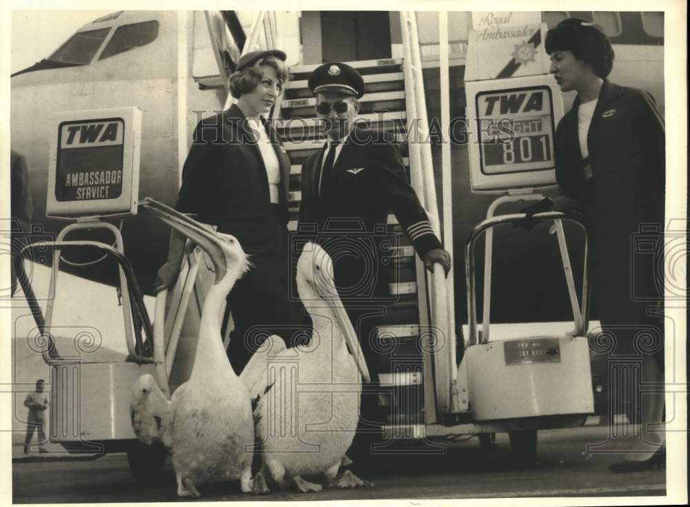 1961 Press Photo Pelicans and Captain Hodkins arrive in on TWA in Athens.- Historic Images