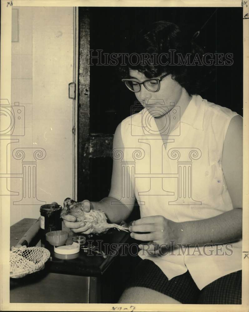 1959 Press Photo Quail&#39;s injured foot being treated - noc21874- Historic Images