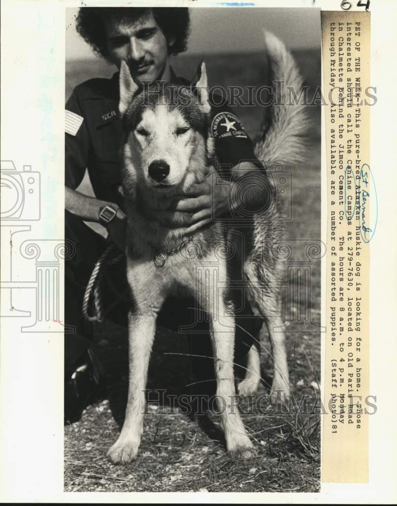 1981 Press Photo St. Bernard Canina Club Alaskan Huskie looking for a new home