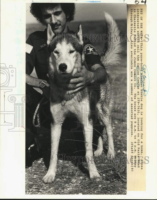 1981 Press Photo St. Bernard Canina Club Alaskan Huskie looking for a new home