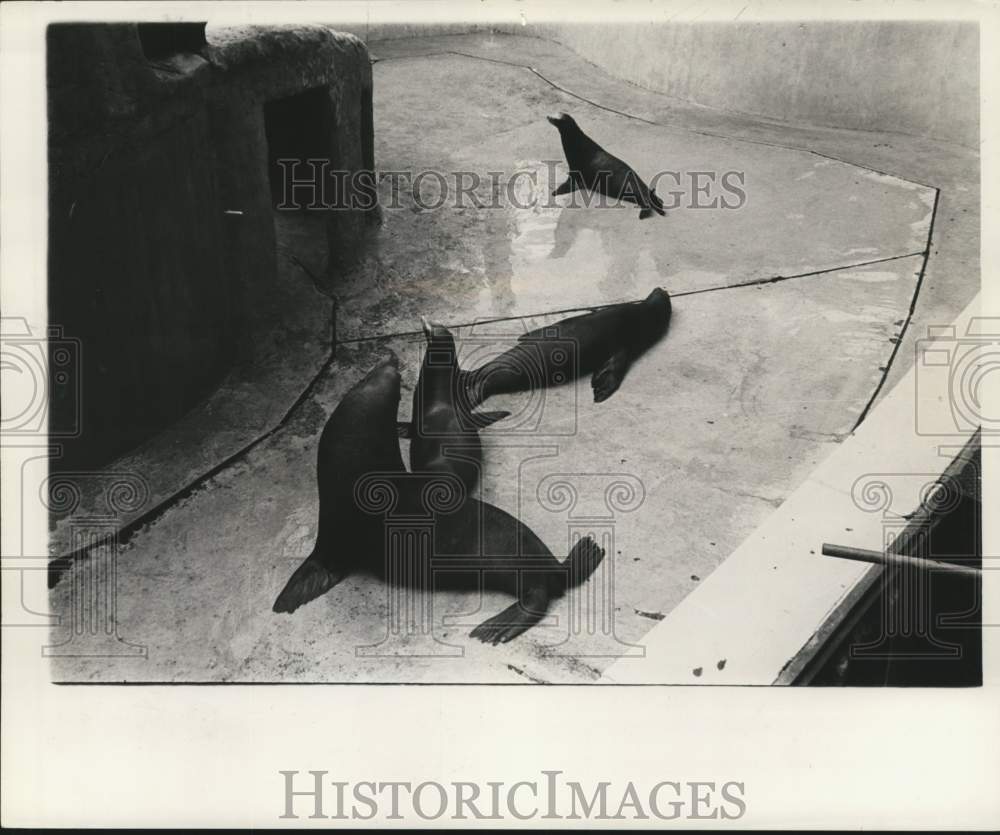 1961 Press Photo Seals at Audubon Park zoo in New Orleans make quite a noise