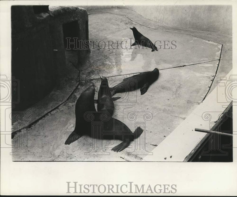 Load image into Gallery viewer, 1961 Press Photo Seals at Audubon Park zoo in New Orleans make quite a noise
