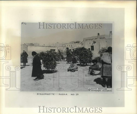 1956 Press Photo Donkeys piled with firewood at Khiva, Russia corner market