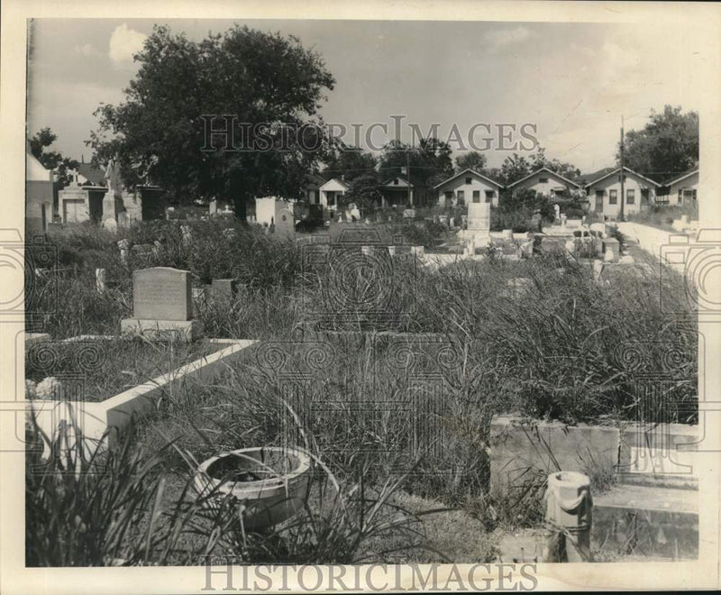 Load image into Gallery viewer, 1966 Press Photo Saint Mary Cemetery covered in thick weeds and bushes
