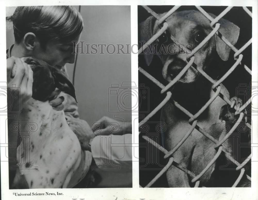 1970 Press Photo Dog vaccinated and dog in cage - noc33667
