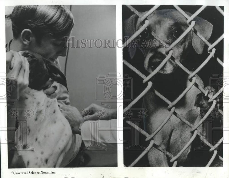 Load image into Gallery viewer, 1970 Press Photo Dog vaccinated and dog in cage - noc33667
