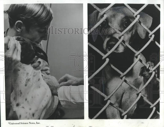 1970 Press Photo Dog vaccinated and dog in cage - noc33667