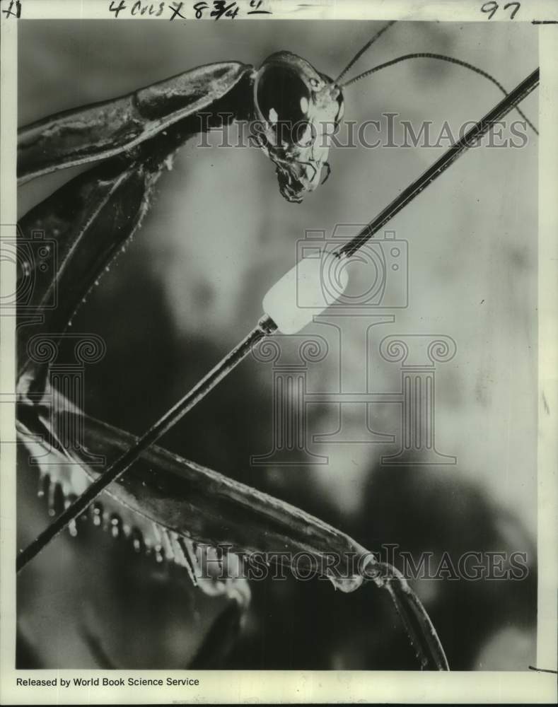 1968 Press Photo Tiny Versatile Thermometer Shown By Praying Mantis For Size
