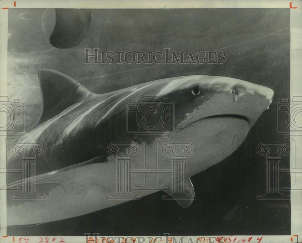 1966 Press Photo Man-eating Tiger Shark - noc37628
