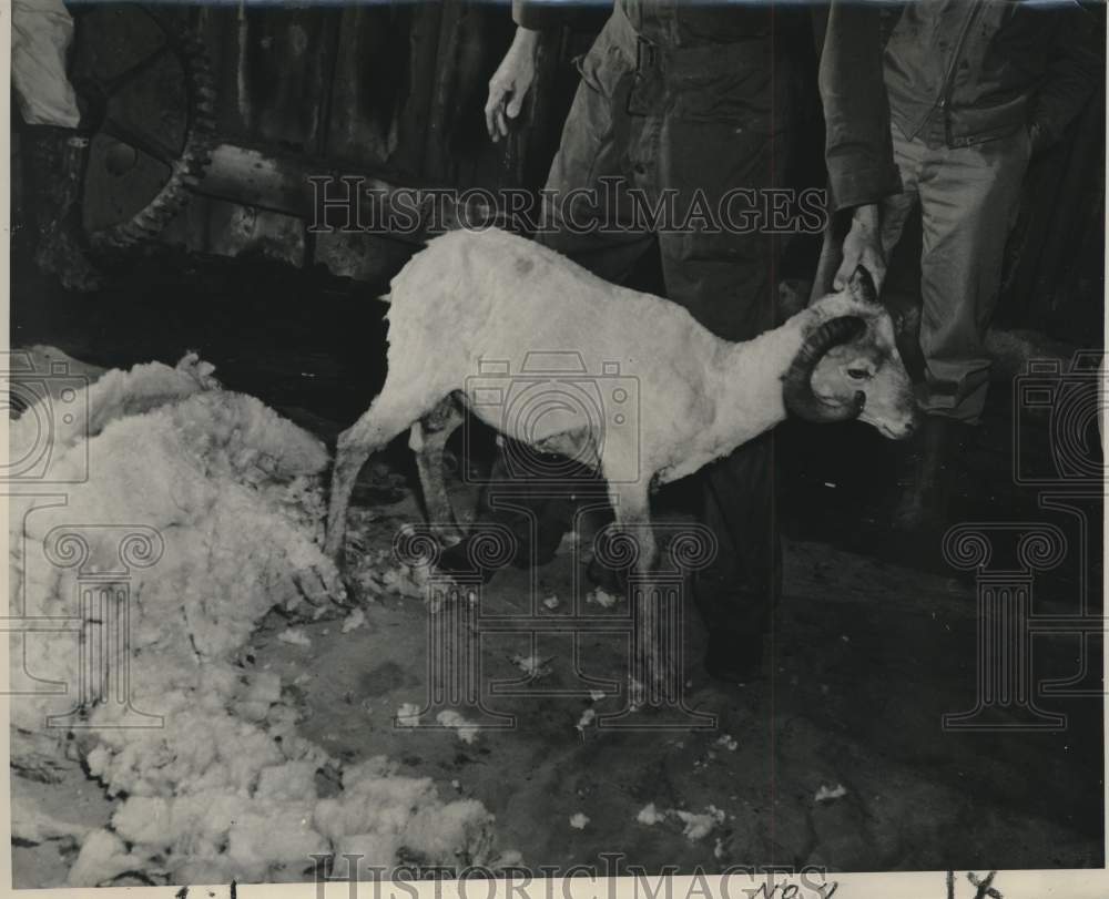 1949 Press Photo Newly Shorn Sheep Held by Farmer - noc41630