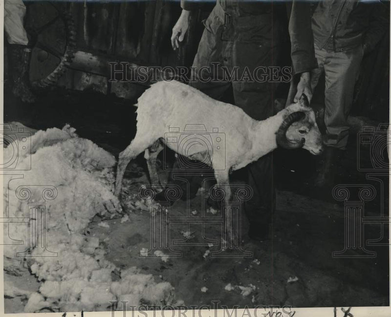 Load image into Gallery viewer, 1949 Press Photo Newly Shorn Sheep Held by Farmer - noc41630
