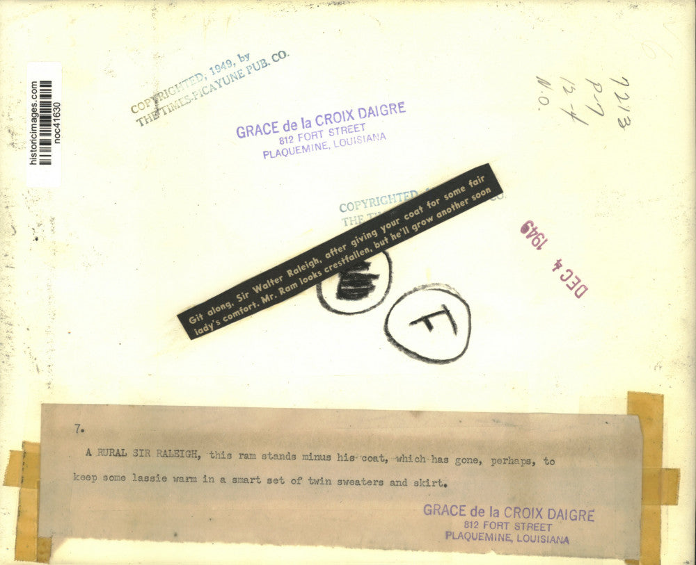 1949 Press Photo Newly Shorn Sheep Held by Farmer - noc41630