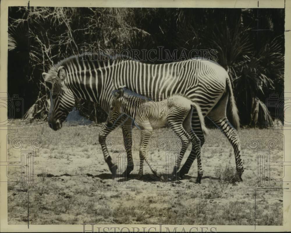 1959 Press Photo Baby zebra and its mother stroll at Africa, USA, Delray Beach