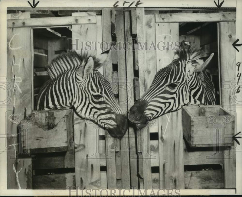 Load image into Gallery viewer, 1952 Press Photo A couple of zebras arrived in Brooklyn from British East Africa
