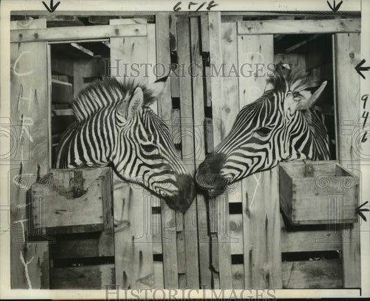 1952 Press Photo A couple of zebras arrived in Brooklyn from British East Africa