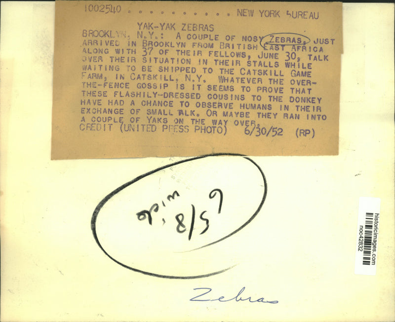 Load image into Gallery viewer, 1952 Press Photo A couple of zebras arrived in Brooklyn from British East Africa
