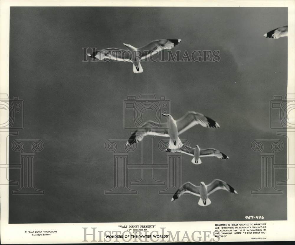 1961 Press Photo Seagulls in Disney Film "Wonders of the Water Worlds"
