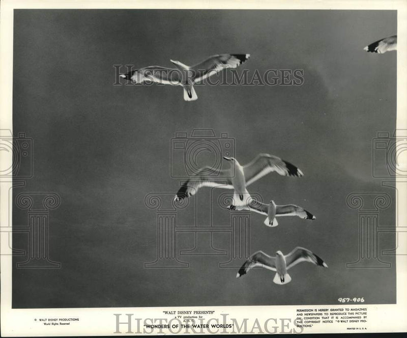 Load image into Gallery viewer, 1961 Press Photo Seagulls in Disney Film "Wonders of the Water Worlds"
