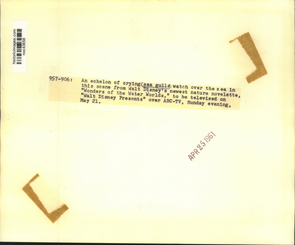 1961 Press Photo Seagulls in Disney Film "Wonders of the Water Worlds"