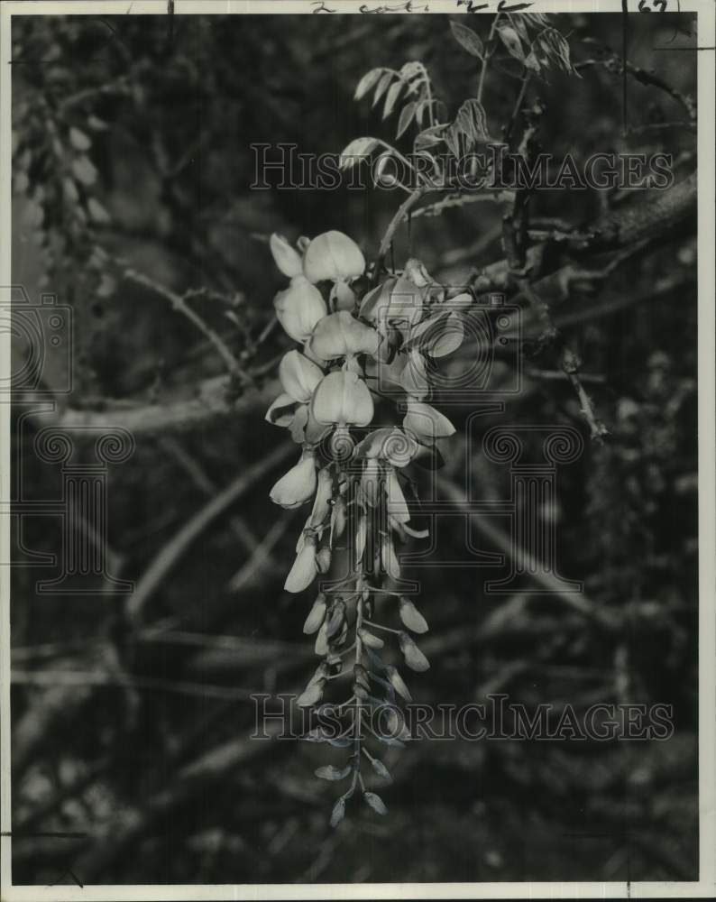 1964 Press Photo Tree Misona Blooms at Mrs. Sam E. Baio&#39;s home - noc48452
