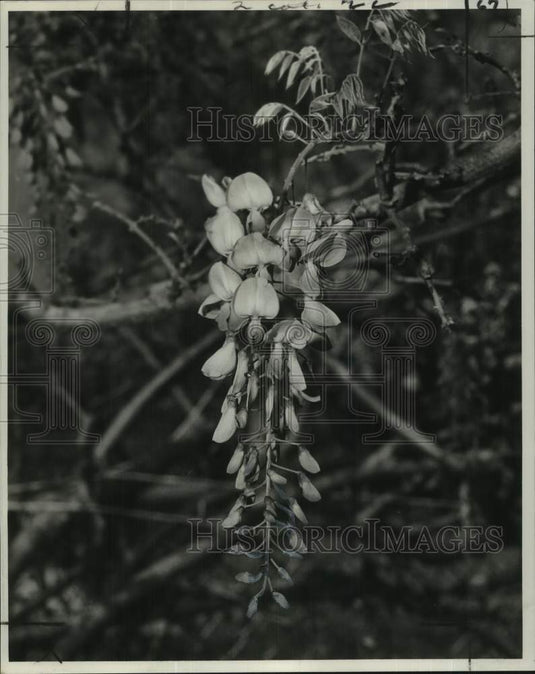 1964 Press Photo Tree Misona Blooms at Mrs. Sam E. Baio's home - noc48452