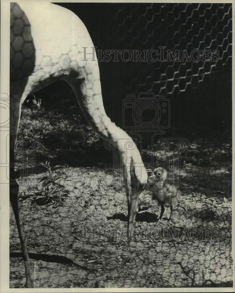 1961 Press Photo Whooping Cranes - noc48520