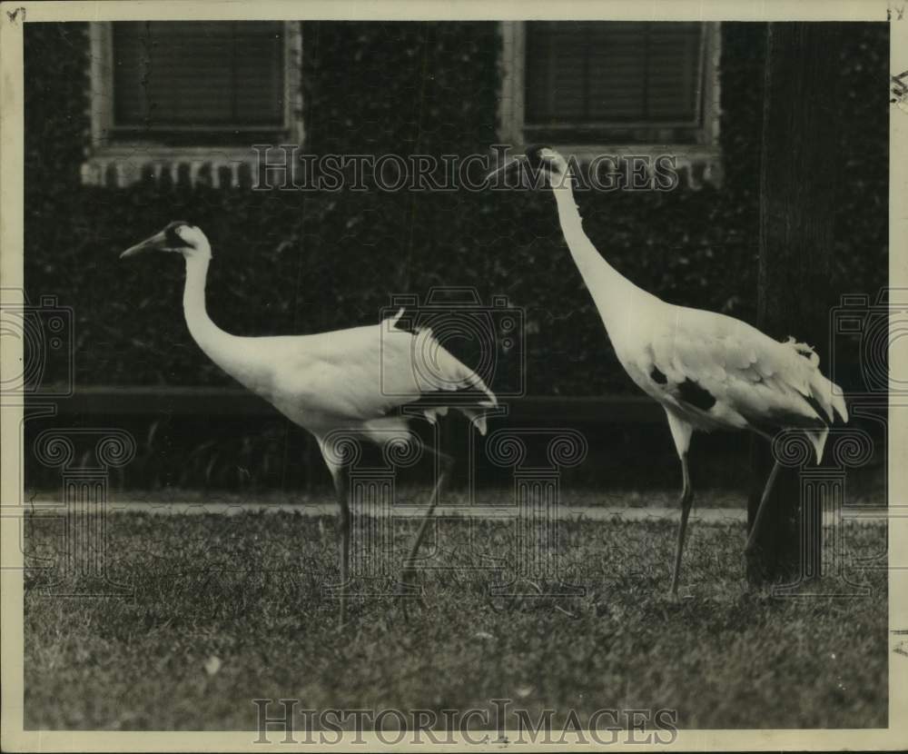 1956 Press Photo Whooping Cranes - noc48703