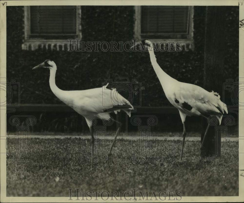 Load image into Gallery viewer, 1956 Press Photo Whooping Cranes - noc48703
