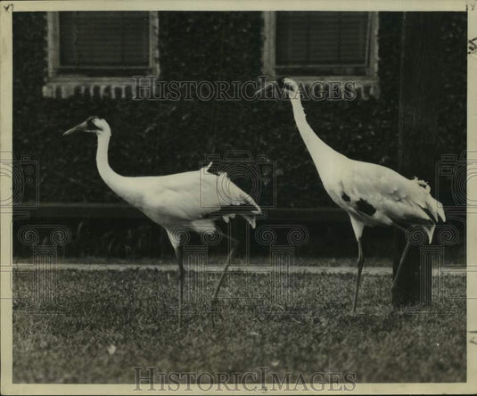 1956 Press Photo Whooping Cranes - noc48703