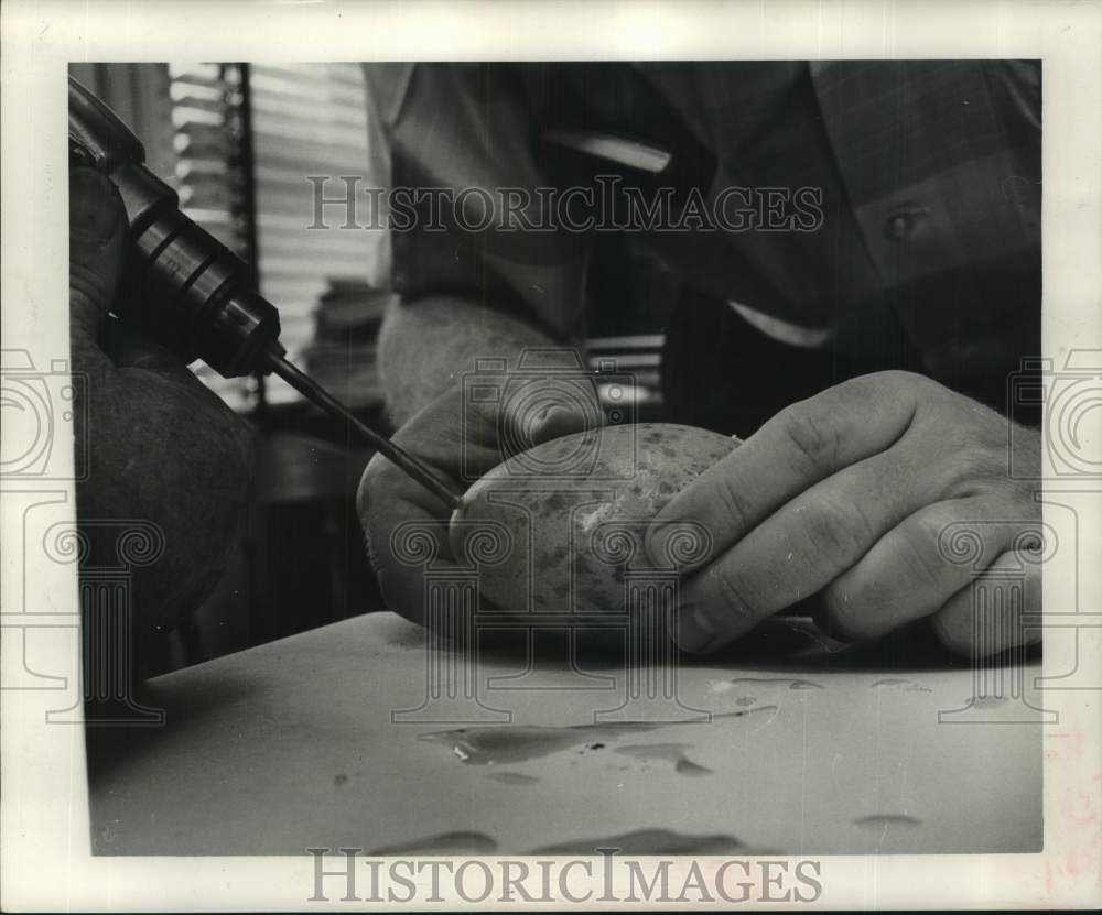 1964 Press Photo Zoo Employees Drill Small Hole in Whooping Crane Egg