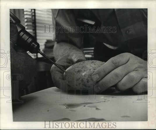 1964 Press Photo Zoo Employees Drill Small Hole in Whooping Crane Egg