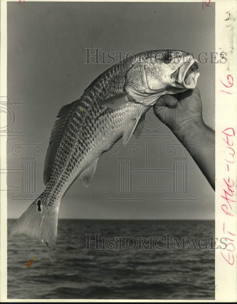 1988 Press Photo Red Fish shown at Venture Sports - noc50476- Historic Images