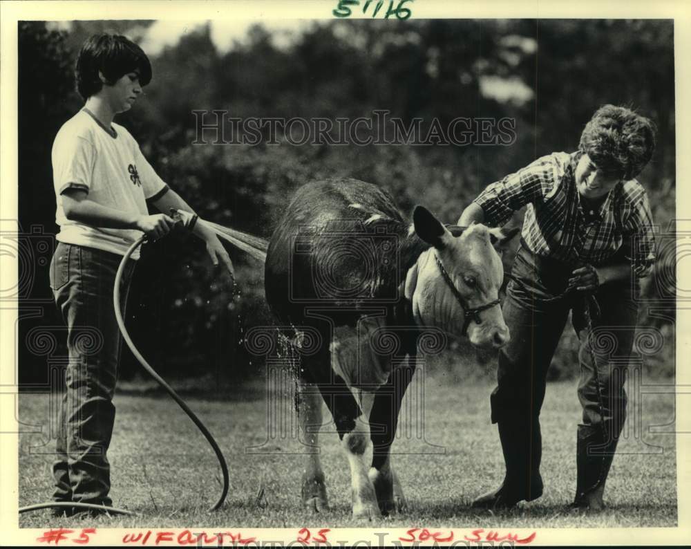 1986 Press Photo Bathing a Polled Hereford on the Wellman Farm. - noc55979