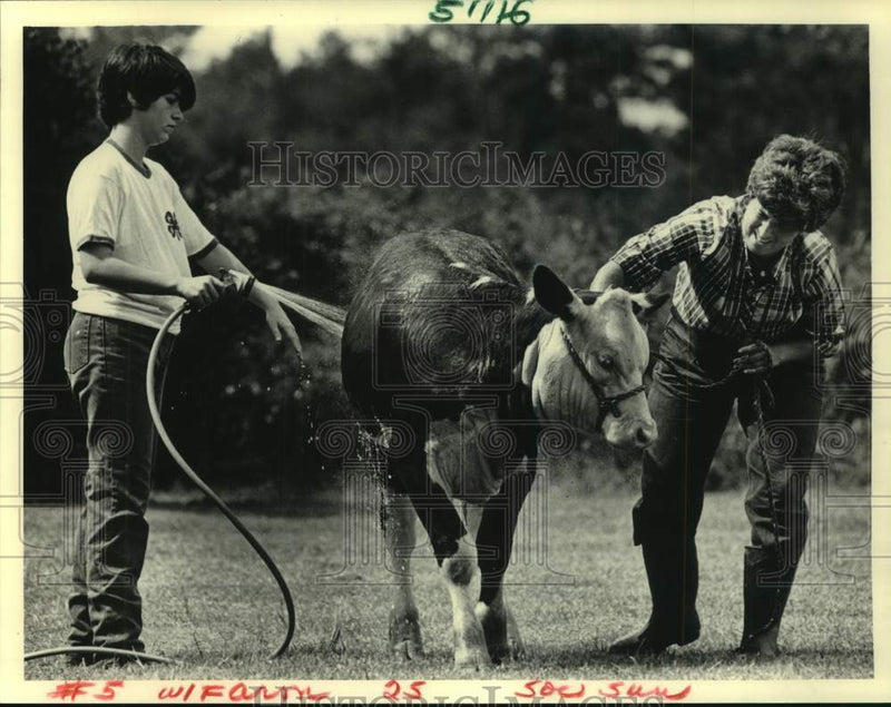 Load image into Gallery viewer, 1986 Press Photo Bathing a Polled Hereford on the Wellman Farm. - noc55979
