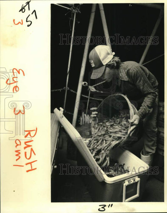 1981 Press Photo The shrimp are put on ice while still on the boat - noc56184- Historic Images