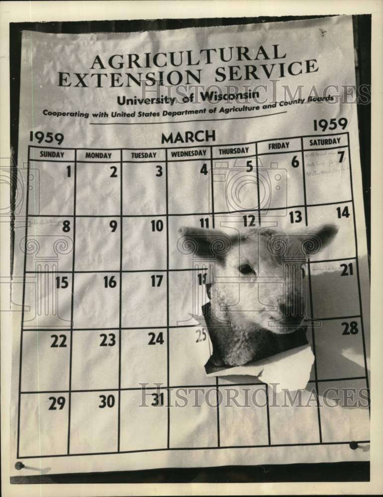 1959 Press Photo Lamb pokes his head through calendar in Wisconsin - noc58060
