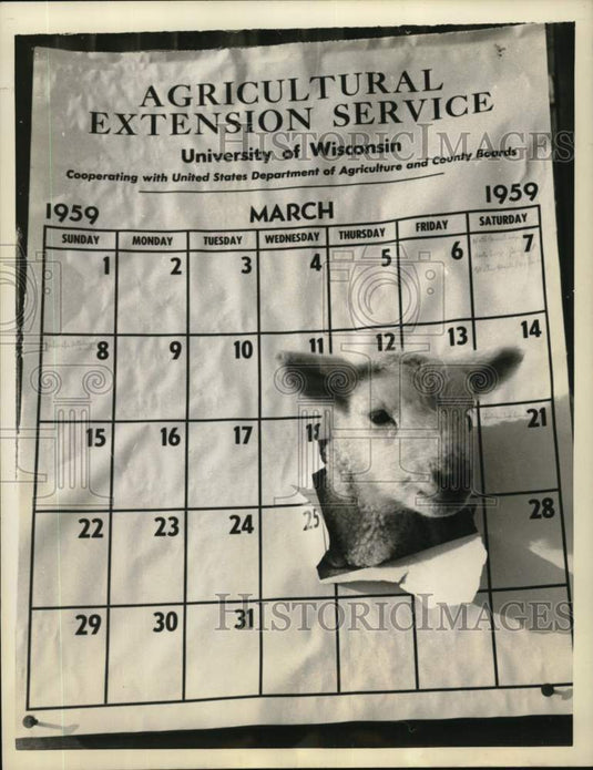 1959 Press Photo Lamb pokes his head through calendar in Wisconsin - noc58060