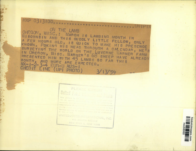 Load image into Gallery viewer, 1959 Press Photo Lamb pokes his head through calendar in Wisconsin - noc58060

