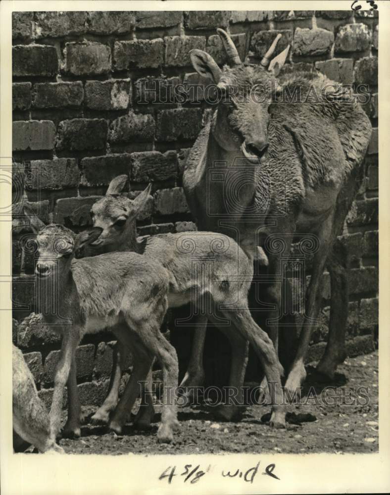 1976 Press Photo Mother red sheep herds her twin offspring - noc58062
