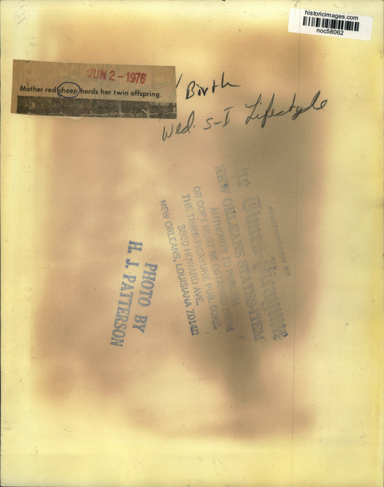 1976 Press Photo Mother red sheep herds her twin offspring - noc58062