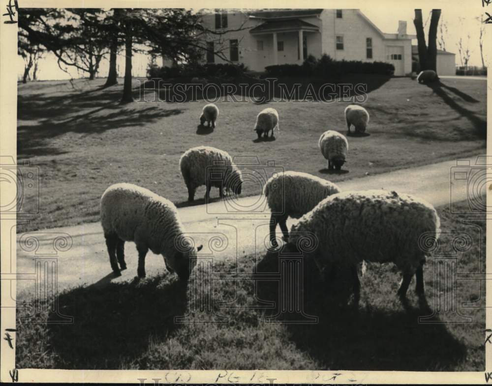 1961 Press Photo &quot;Lawn mowers&quot; at the Martin Julseth home, near Madison, Wisc.