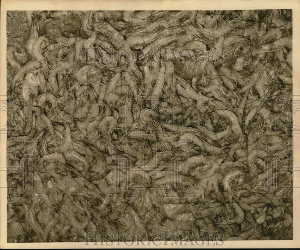 1963 Press Photo Shrimp caught in the Gulf of Mexico - noc58240- Historic Images