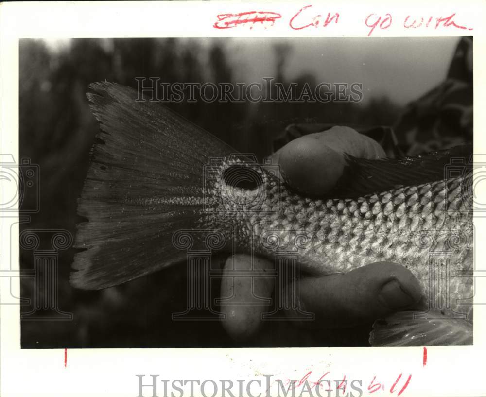 1987 Press Photo Florida Marine Fisheries Commission director holds a fish tail- Historic Images