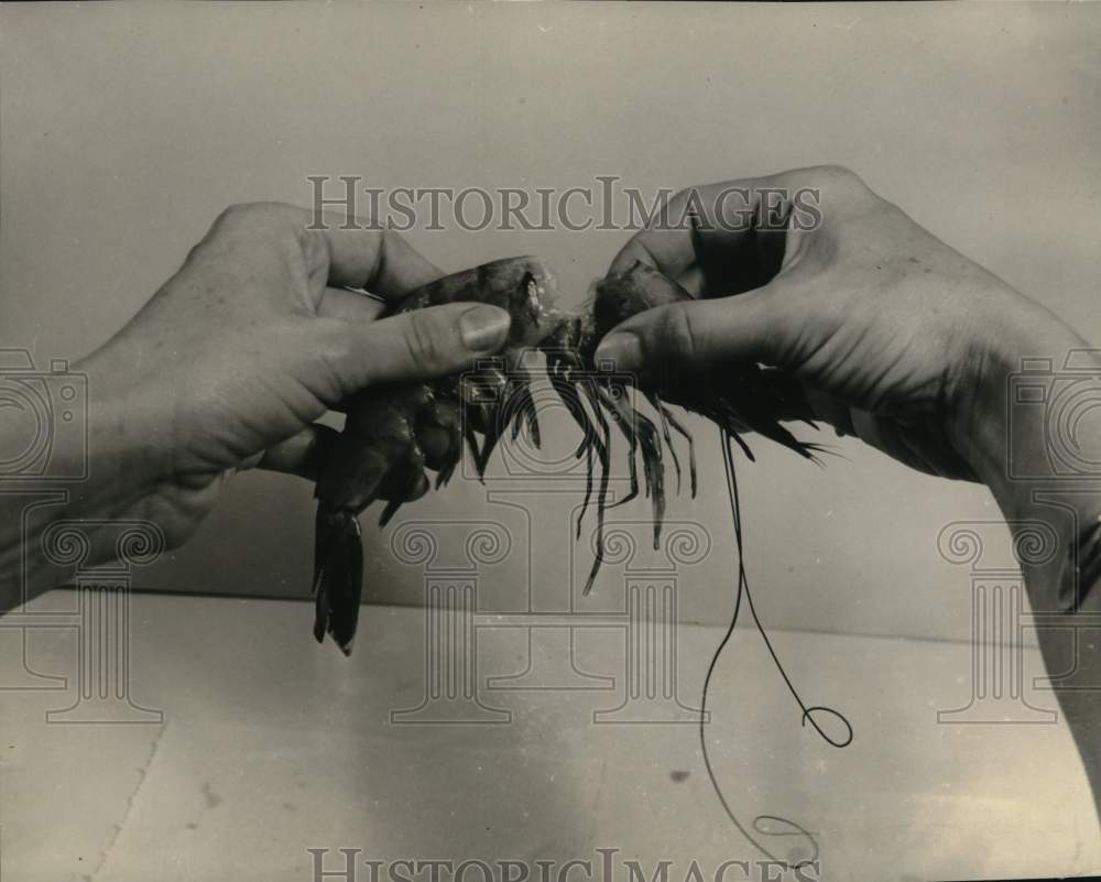 1946 Press Photo Proper way to remove head from shrimp - noc58641