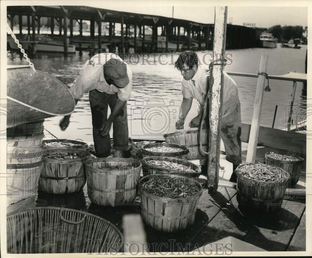 1962 Press Photo Shrimpers gather their catch - noc58656