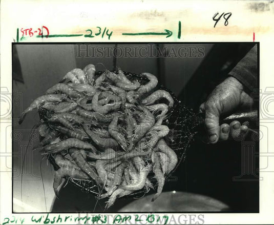 1990 Press Photo "Captain" Ed Nunez scoops out a net full of shrimp - noc59862- Historic Images