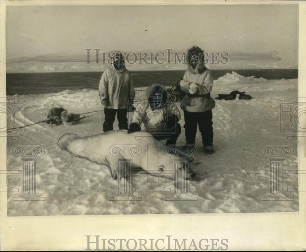 1968 Press Photo Alaska-New Orleans big game hunter Joseph Simon Bags Polar Bear- Historic Images