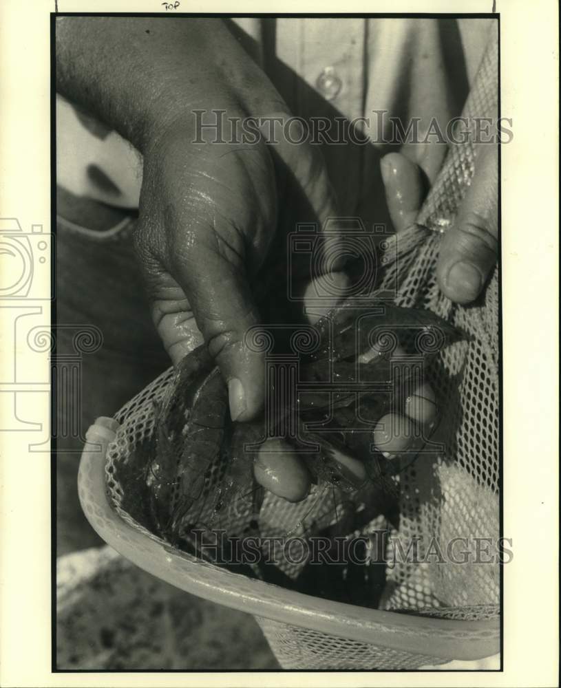 1990 Press Photo Hands hold net of shrimp - noc60123- Historic Images