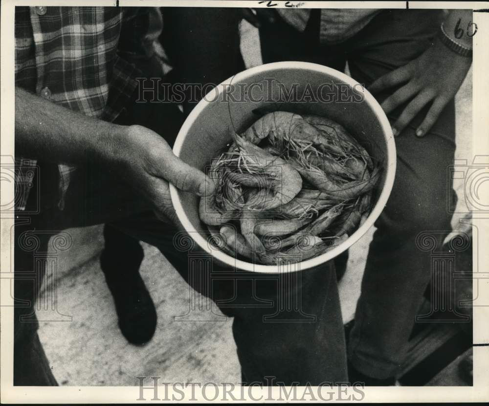 1969 Press Photo Pan of shrimp caught by trawlers out of Cocodrie - noc60144- Historic Images